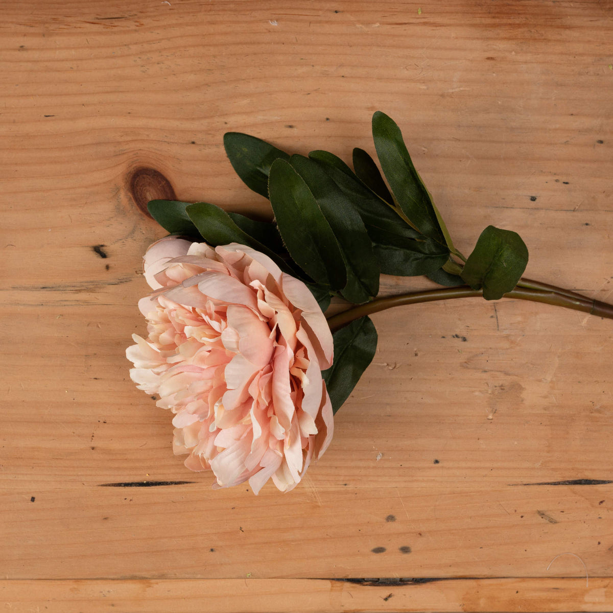 Peach Peony Rose – alternate view 2