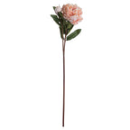 Peach Peony Rose – alternate view 4