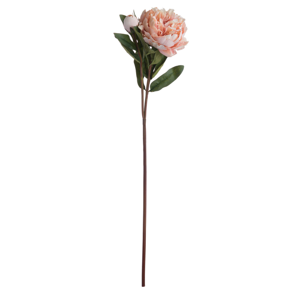 Peach Peony Rose – alternate view 4
