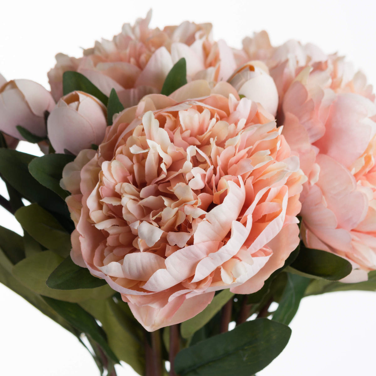 Peach Peony Rose – alternate view 5
