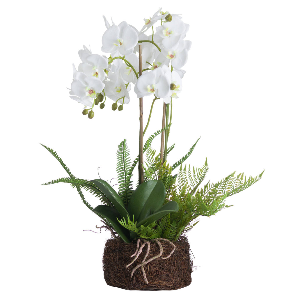 Large White Orchid And Fern Garden In Rootball – alternate view 2