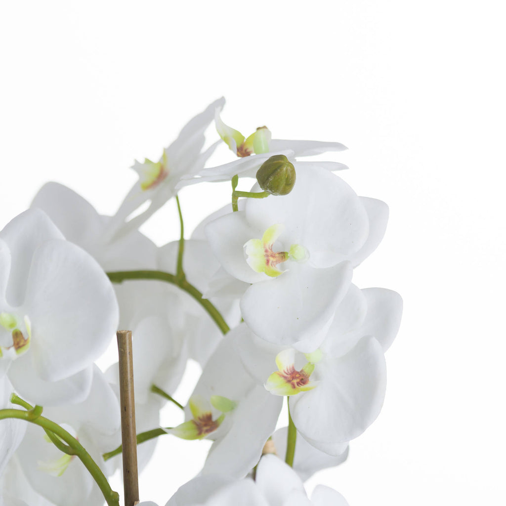 Large White Orchid And Fern Garden In Rootball – alternate view 3