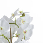 Large White Orchid And Fern Garden In Rootball – alternate view 3