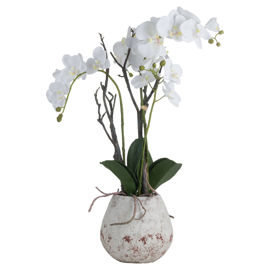 White Orchid In Stone Pot – alternate view 2