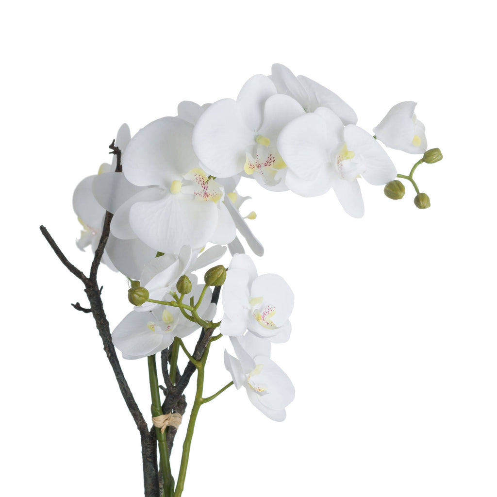 White Orchid In Stone Pot – alternate view 3