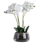White Orchid In Glass Pot – alternate view 2