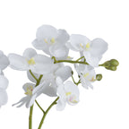 White Orchid In Glass Pot – alternate view 3