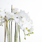 Large White Orchid In Glass Pot – alternate view 3