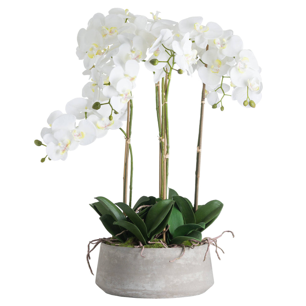 Large White Orchid In Stone Pot – alternate view 2