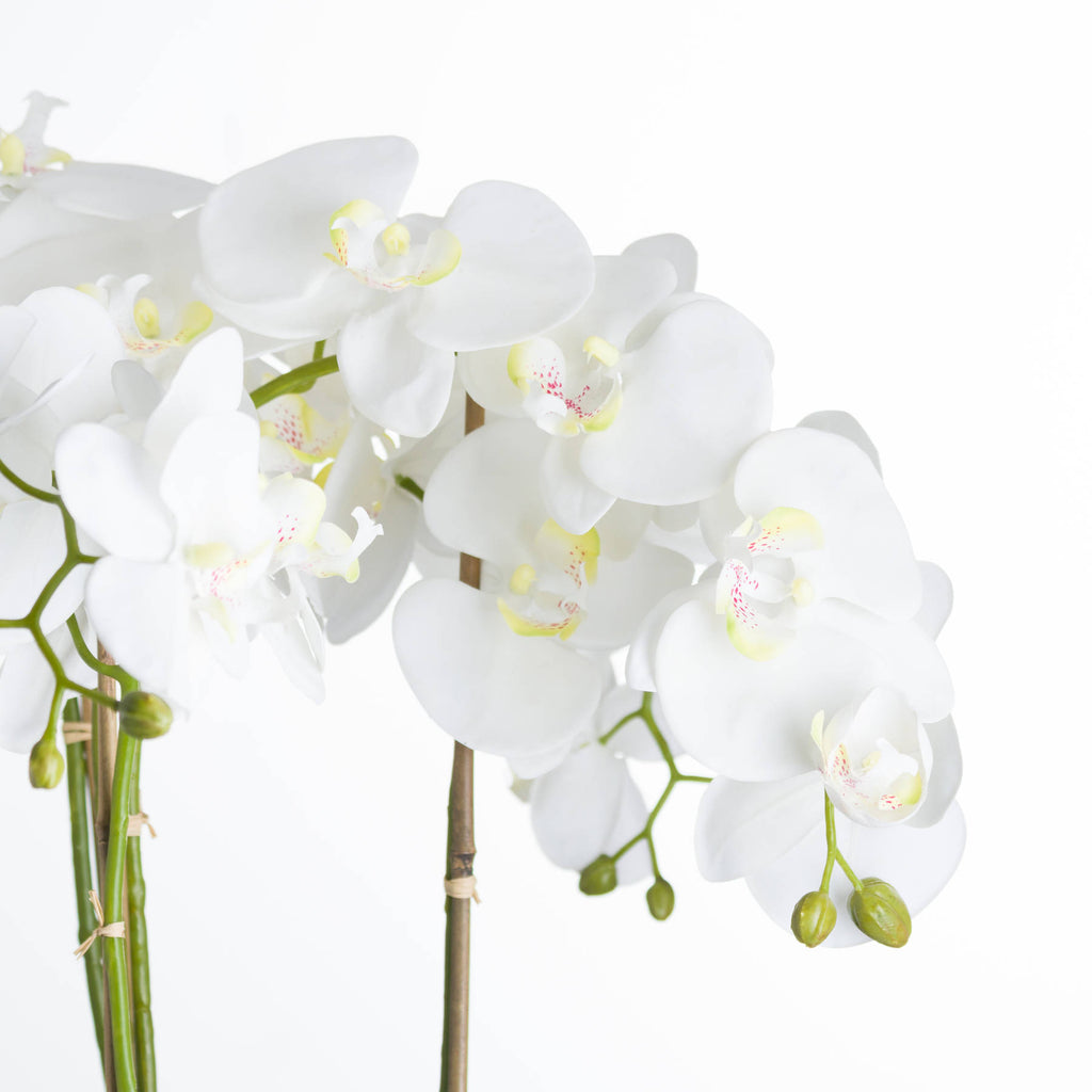 Large White Orchid In Stone Pot – alternate view 3