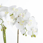 Large White Orchid In Stone Pot – alternate view 3