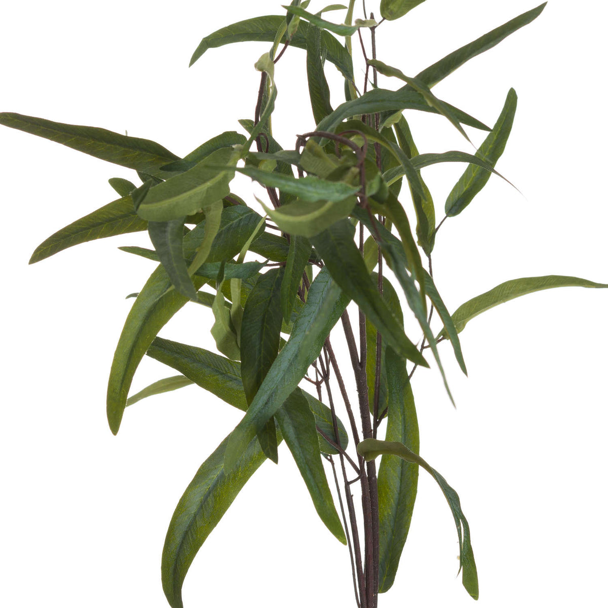 Eucalyptus Nicholii Spray – alternate view 4