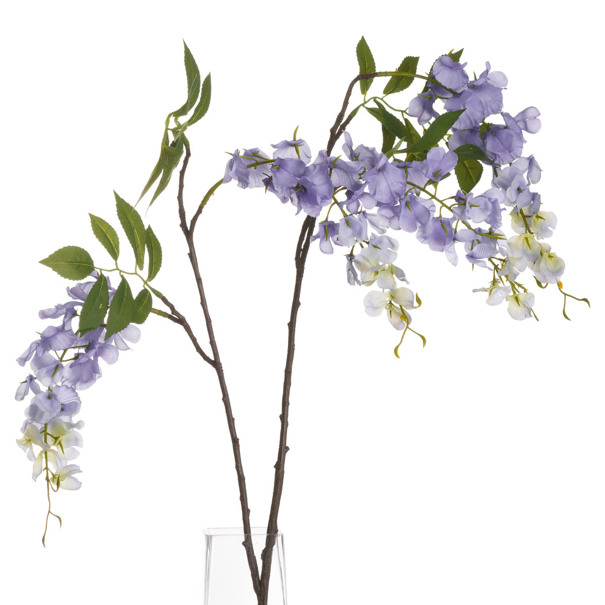 Lilac Wisteria – alternate view 3