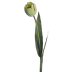 Green Tulip – alternate view 3