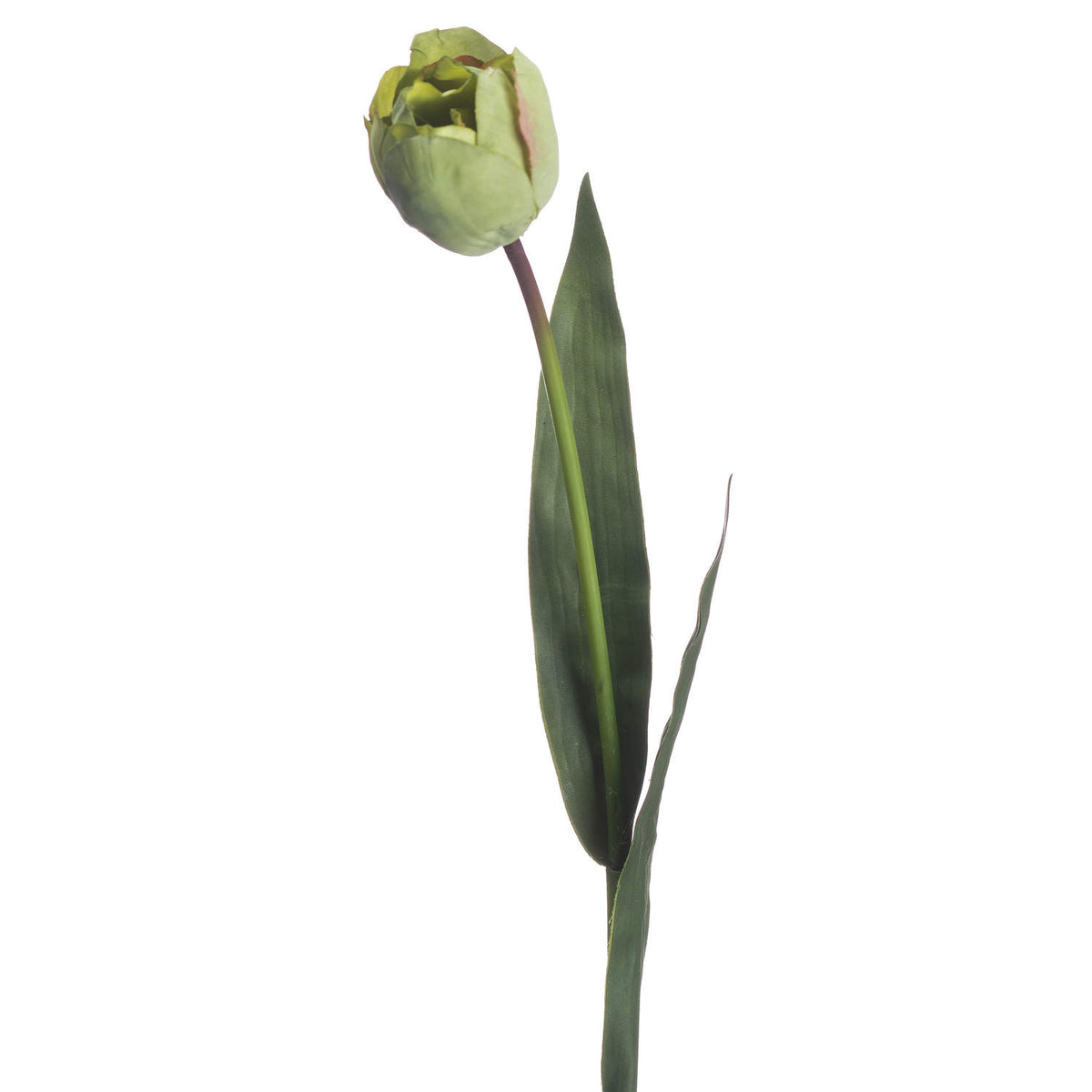 Green Tulip – alternate view 3