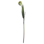 Green Tulip – alternate view 4