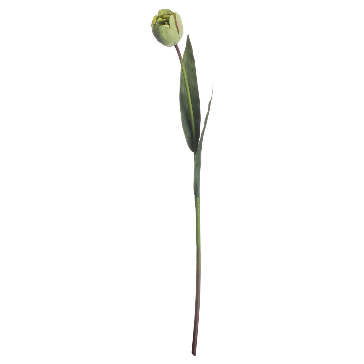 Green Tulip – alternate view 4