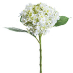 White Lace Cap Hydrangea – alternate view 2
