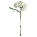 White Lace Cap Hydrangea – alternate view 3