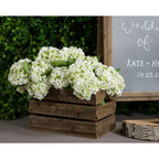 White Lace Cap Hydrangea – alternate view 4
