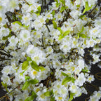 White Cherry Blossom Spray – alternate view 2
