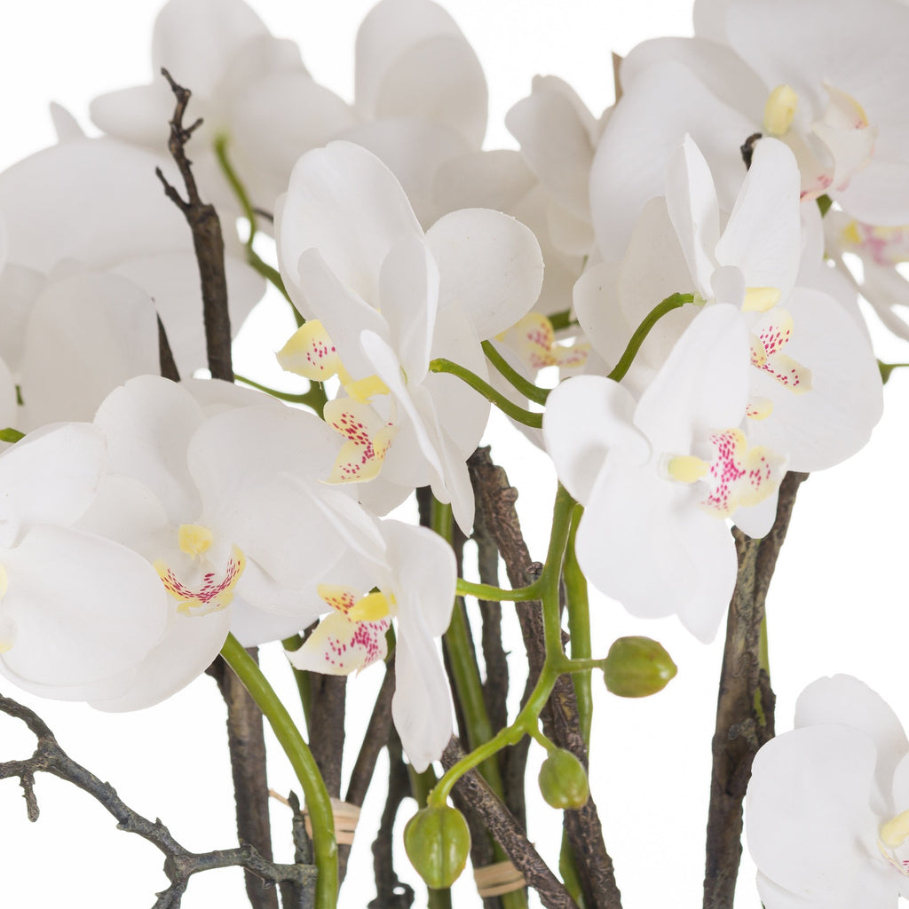 Large Stone Potted Orchid With Roots – alternate view 2