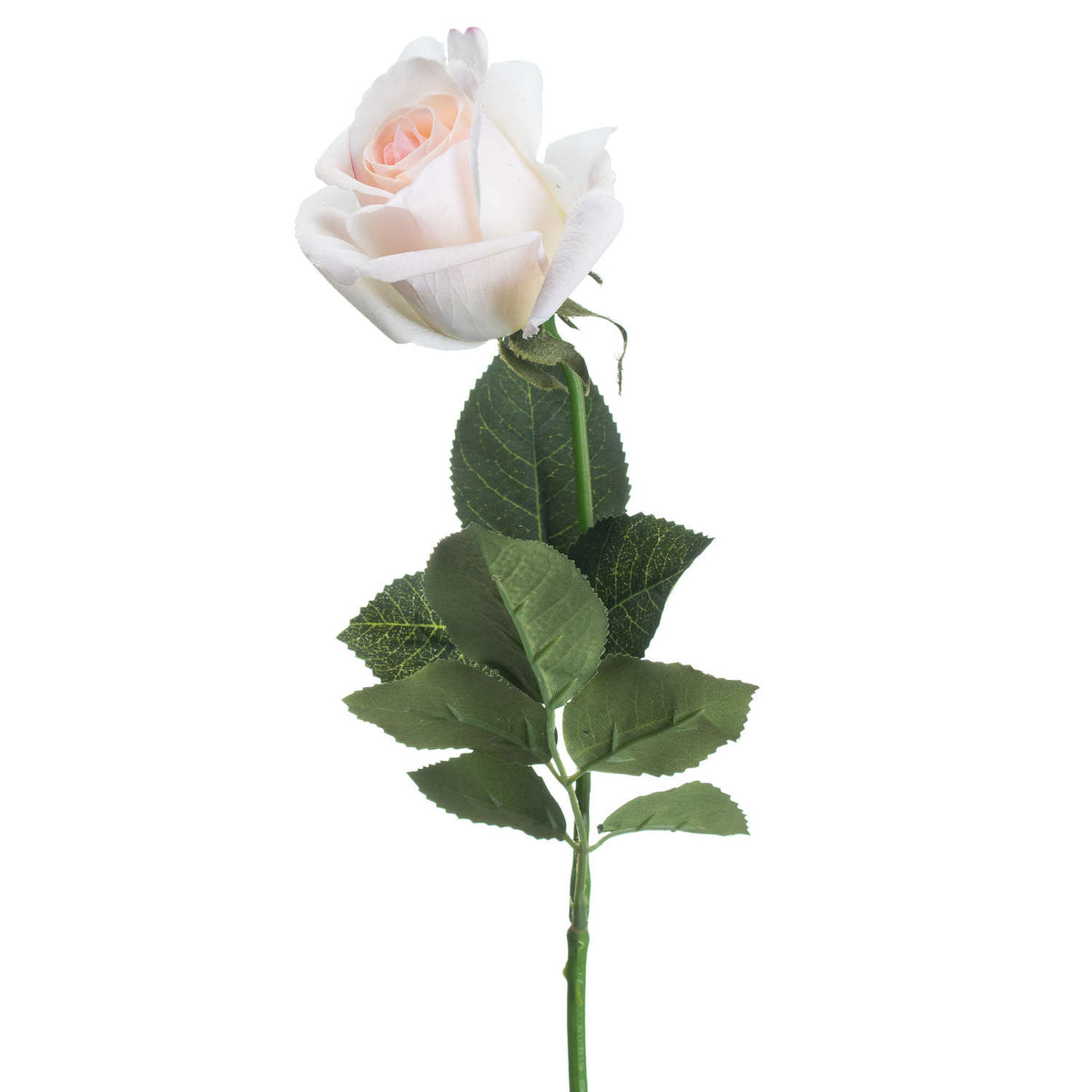 Palest Pink Tea Rose – alternate view 3