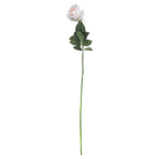 Palest Pink Tea Rose – alternate view 4
