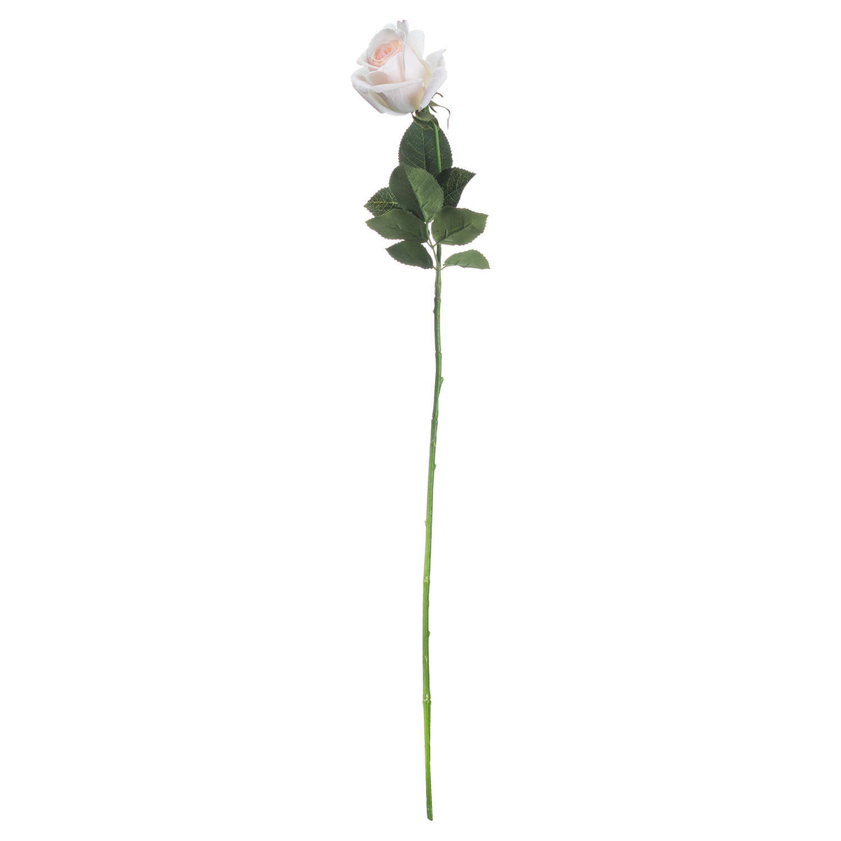 Palest Pink Tea Rose – alternate view 4