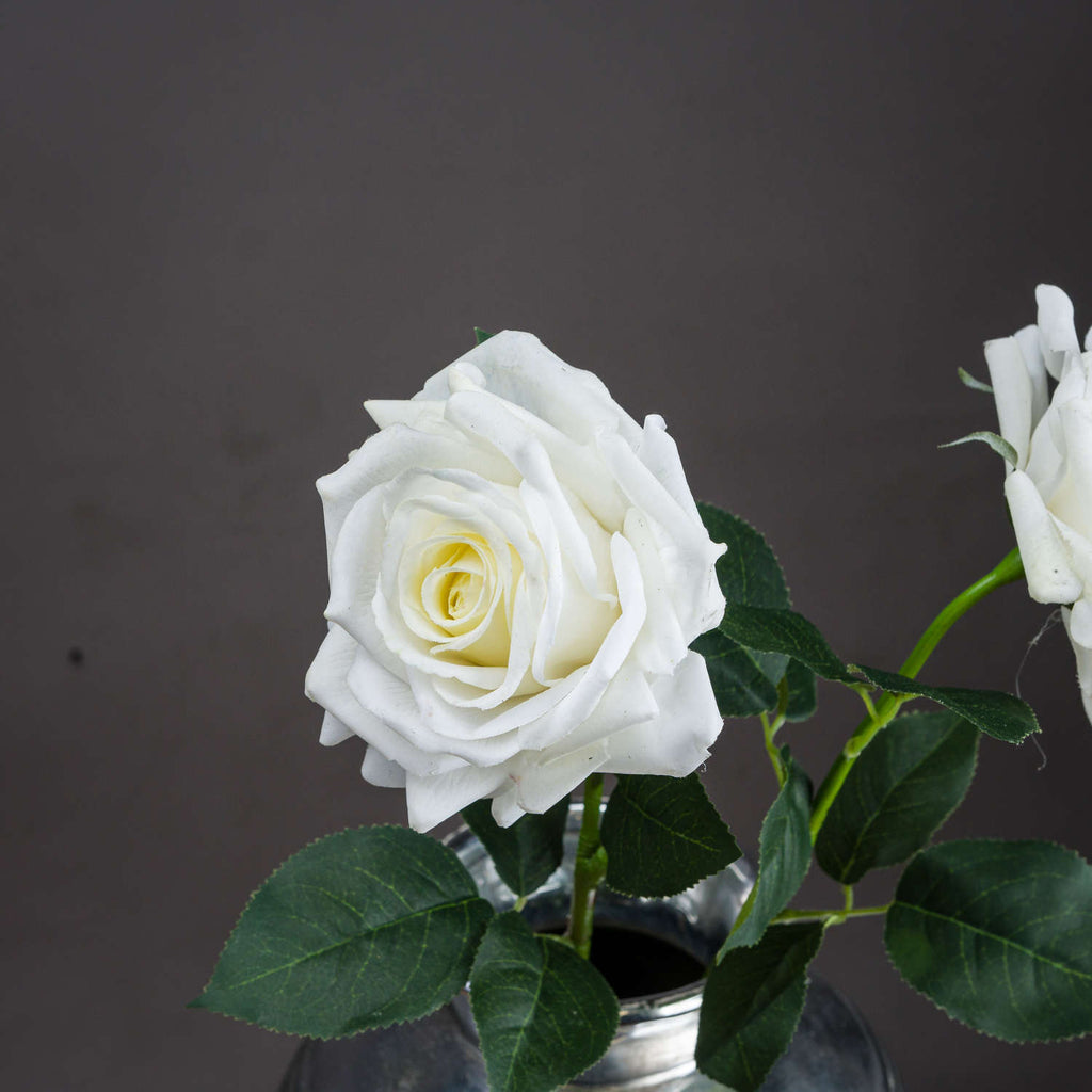 Large White Garden Rose – alternate view 2