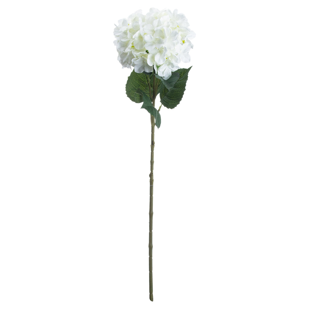 Single White Hydrangea – alternate view 3