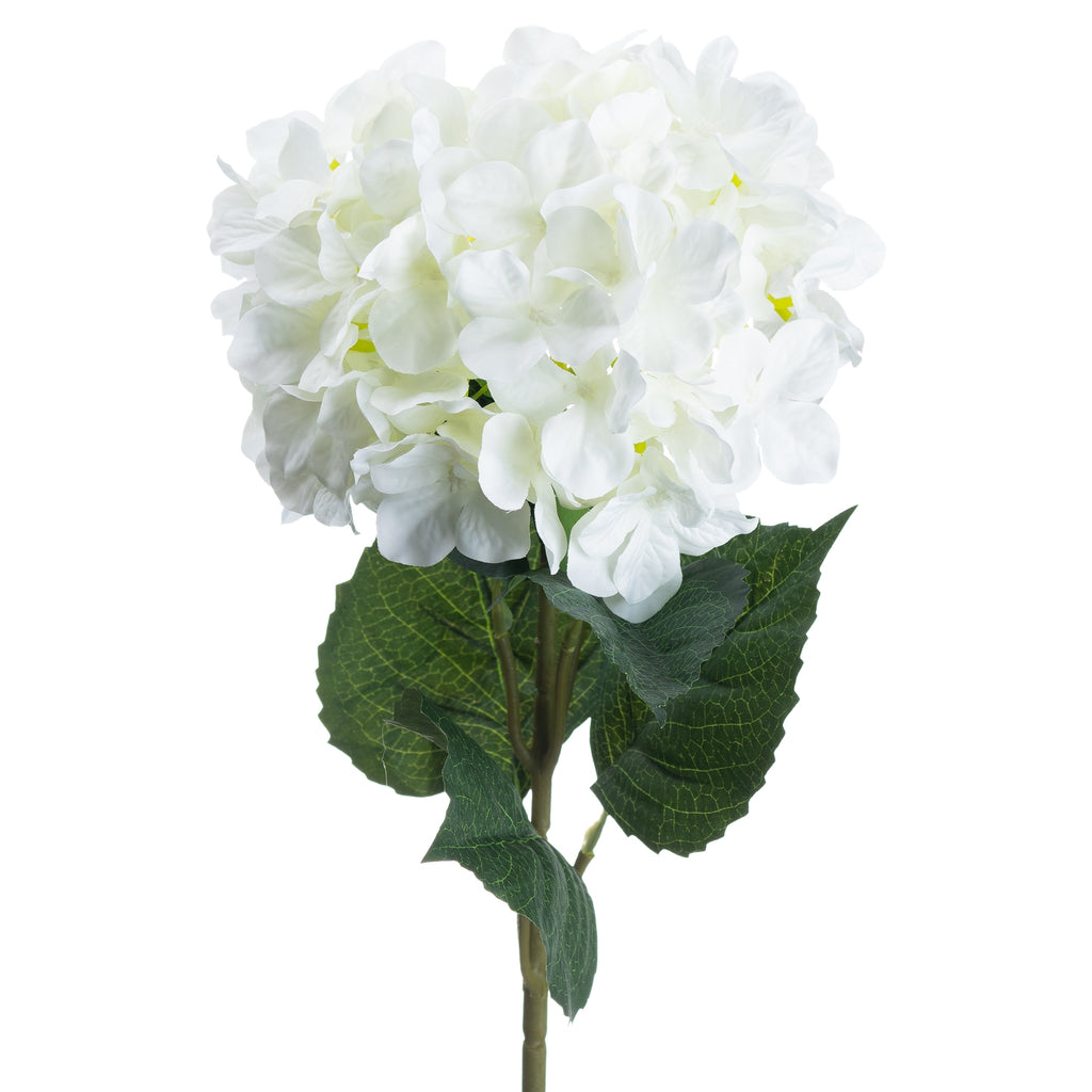 Single White Hydrangea – alternate view 4