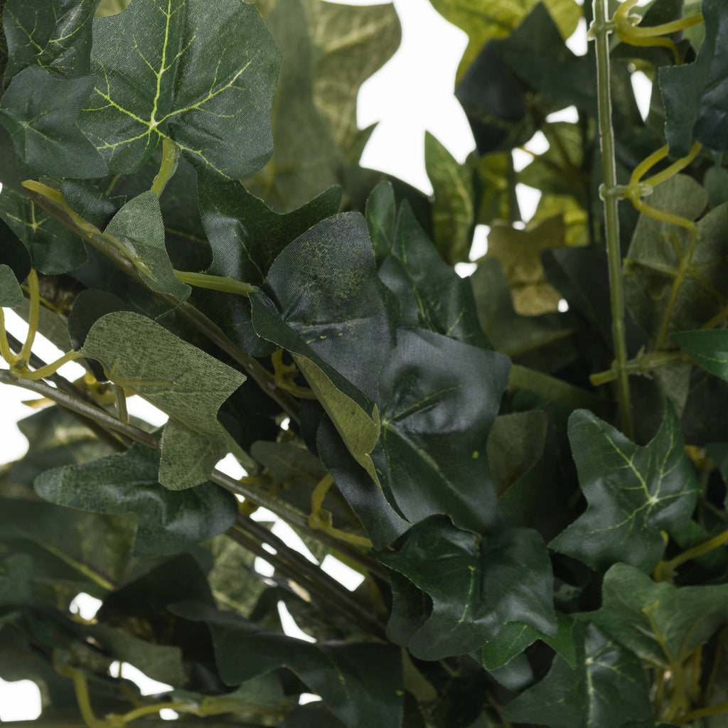 Ivy Pick – alternate view 2