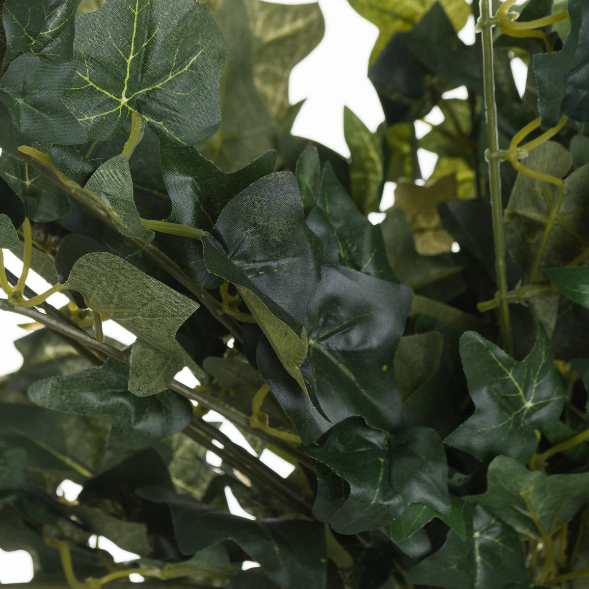 Ivy Pick – alternate view 2