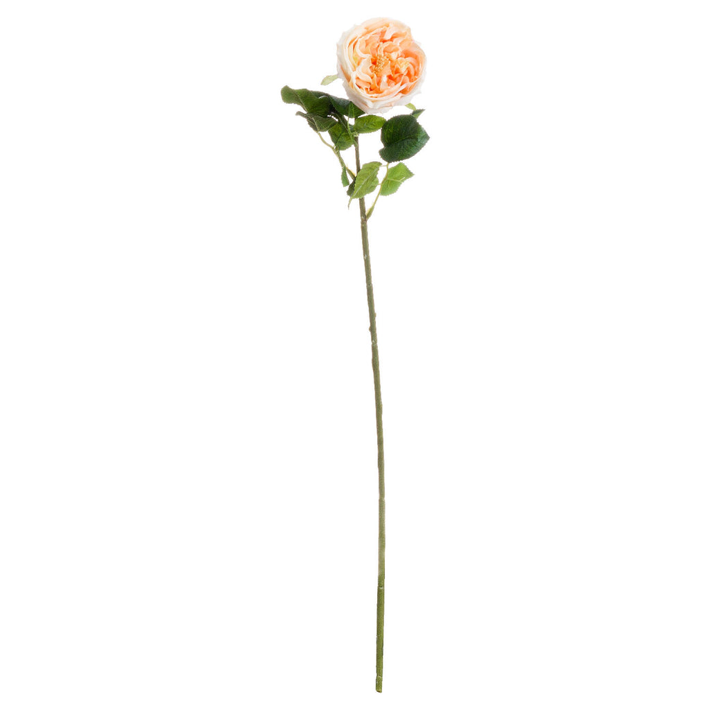 Butter Portland Rose – alternate view 2