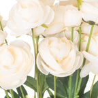 Cream Ranunculus – alternate view 2