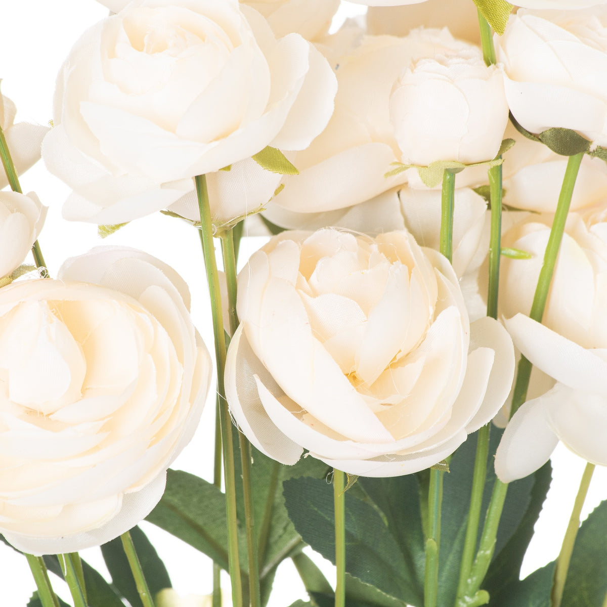 Cream Ranunculus – alternate view 2