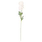 Cream Ranunculus – alternate view 3