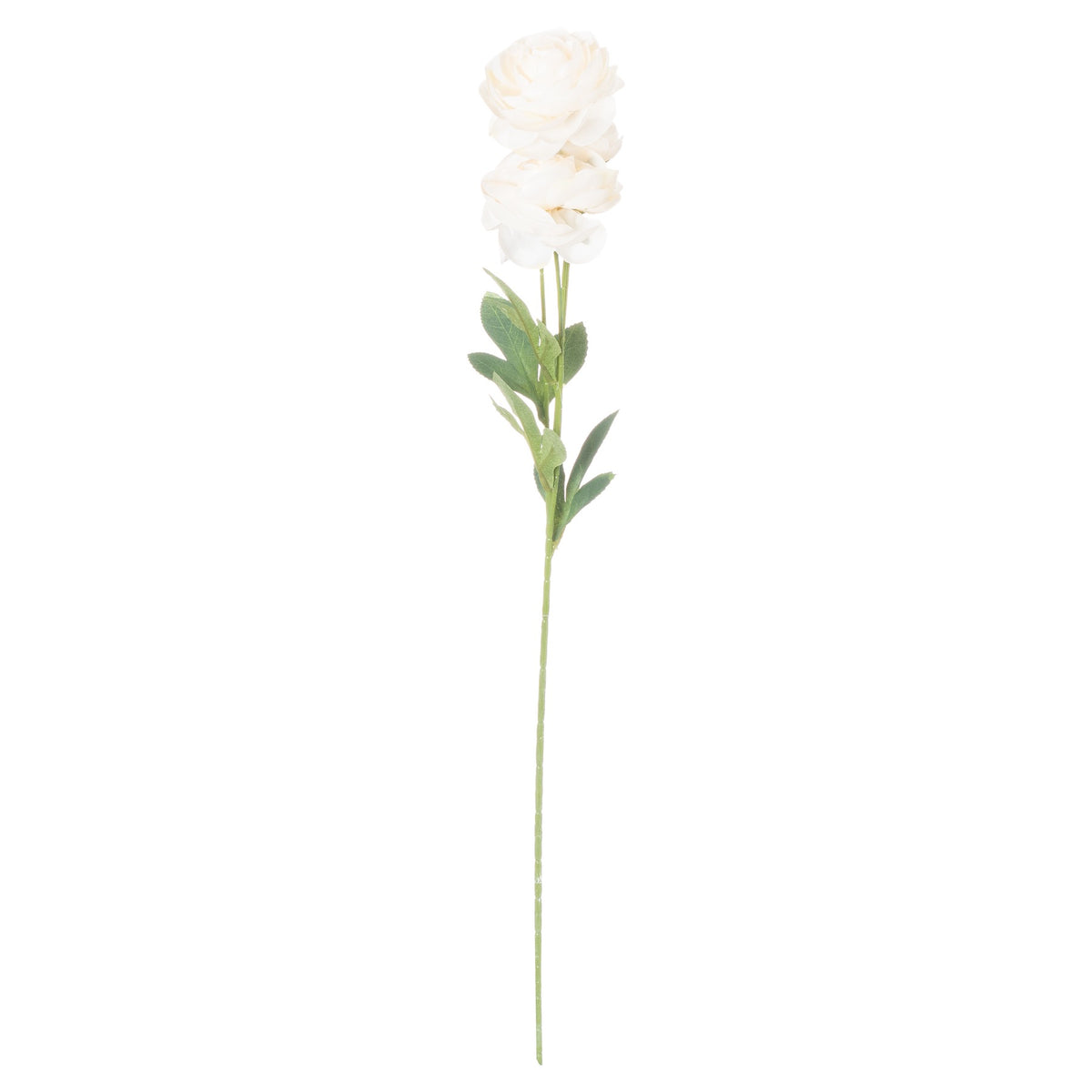 Cream Ranunculus – alternate view 3