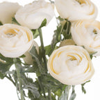 Soft Cream Ranunculus – alternate view 2