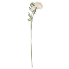 Soft Cream Ranunculus – alternate view 3