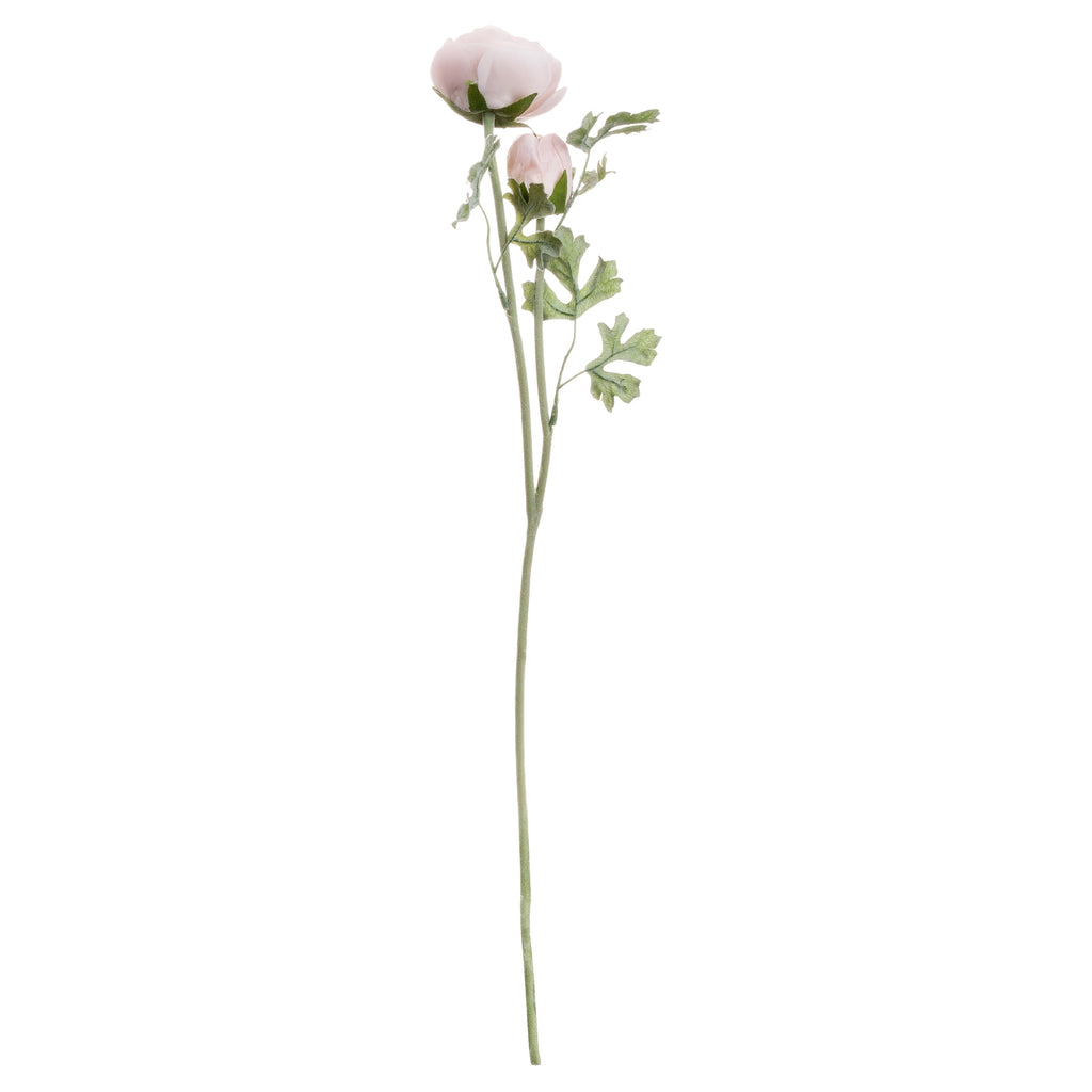 Pastel Pink Ranunculus – alternate view 4