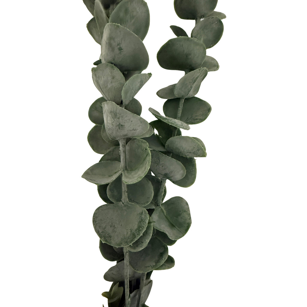 Silver Dollar Eucalyptus – alternate view 2