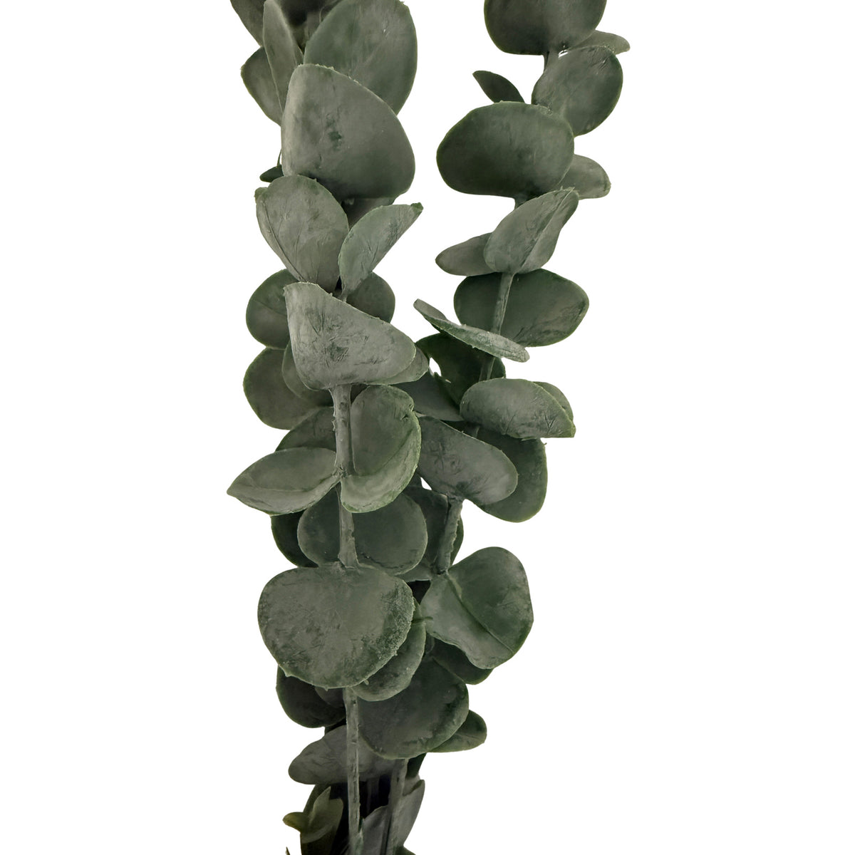 Silver Dollar Eucalyptus – alternate view 2