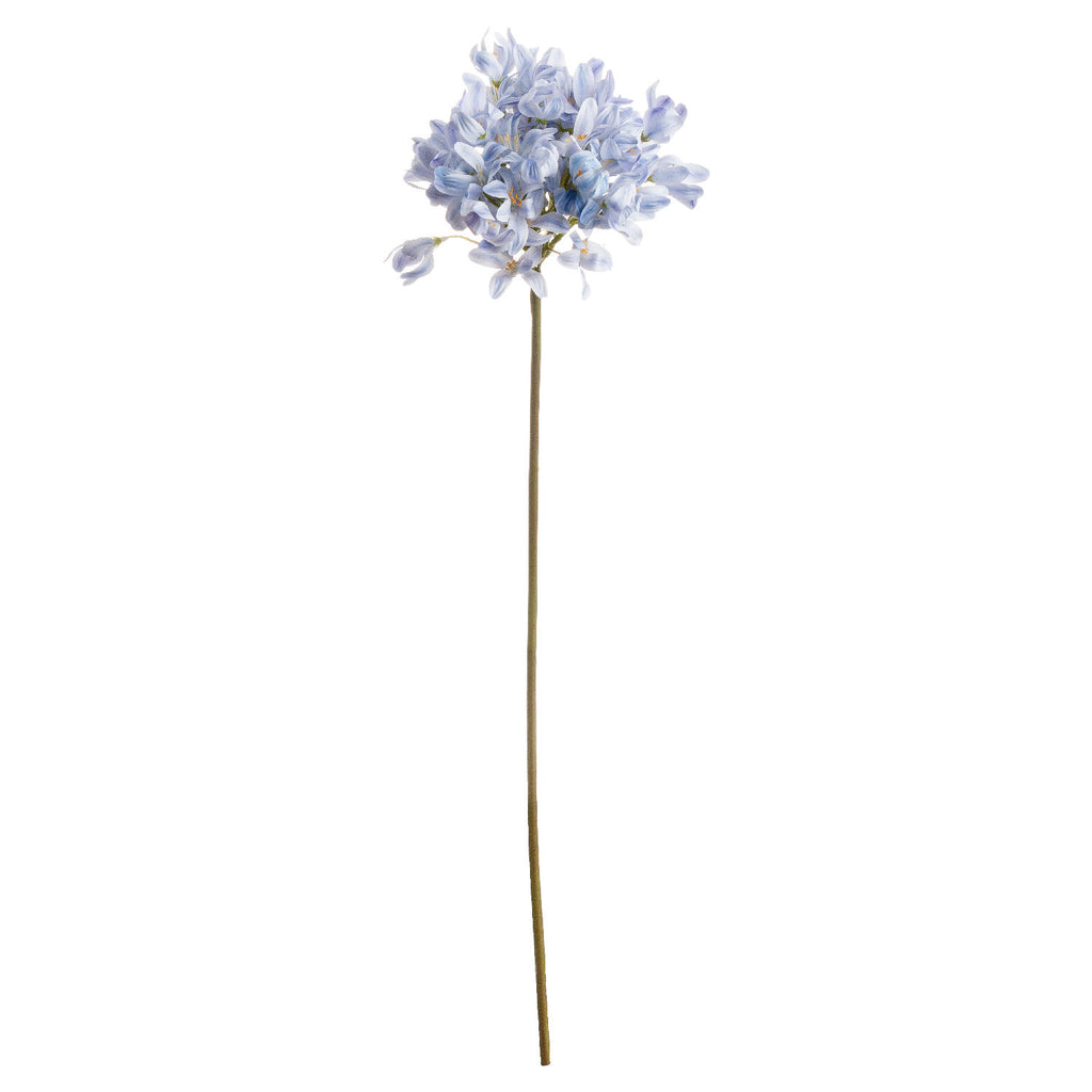 Light Blue Large Headed Agapanthus – alternate view 2