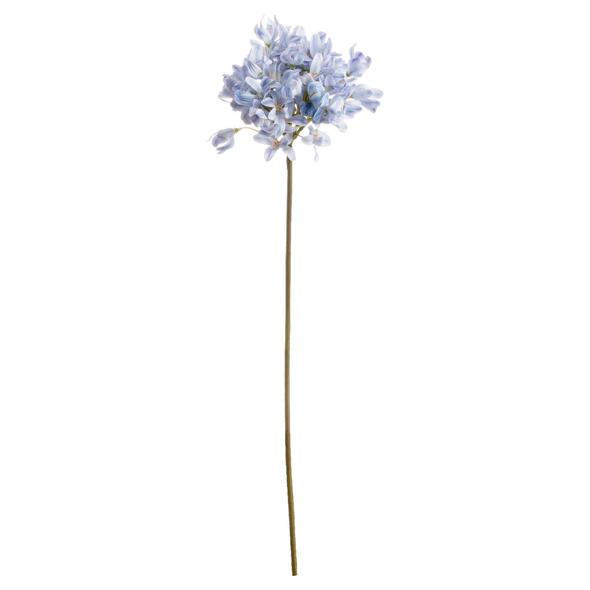 Light Blue Large Headed Agapanthus – alternate view 2