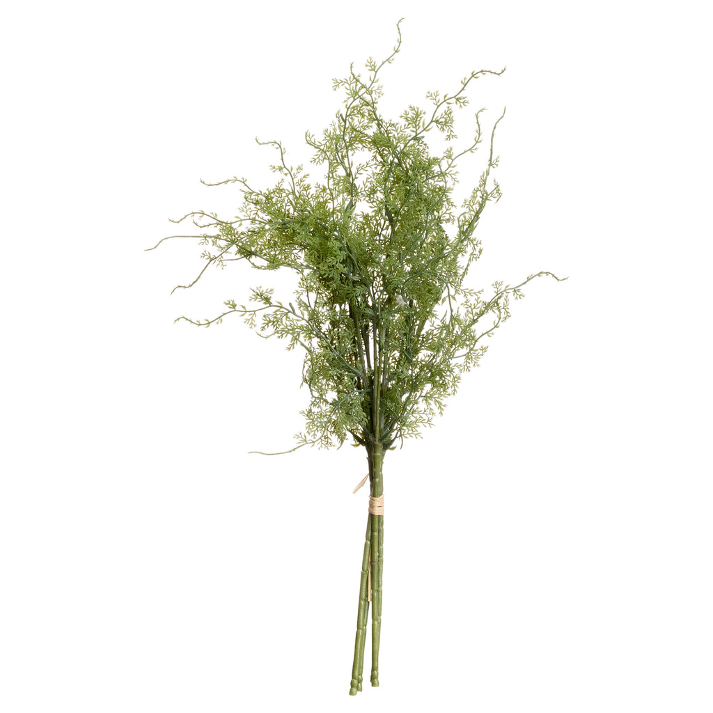 Asparagus Fern Bunch – alternate view 3