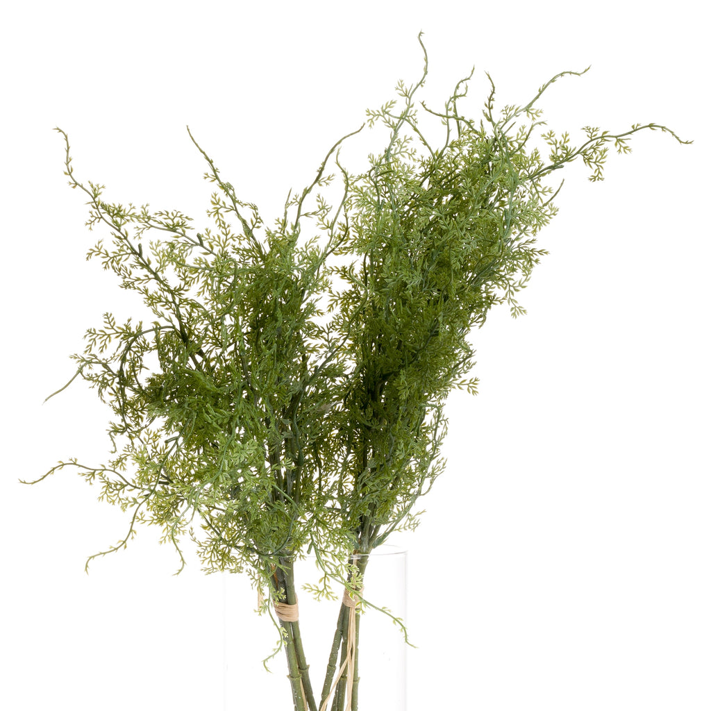 Asparagus Fern Bunch – alternate view 4