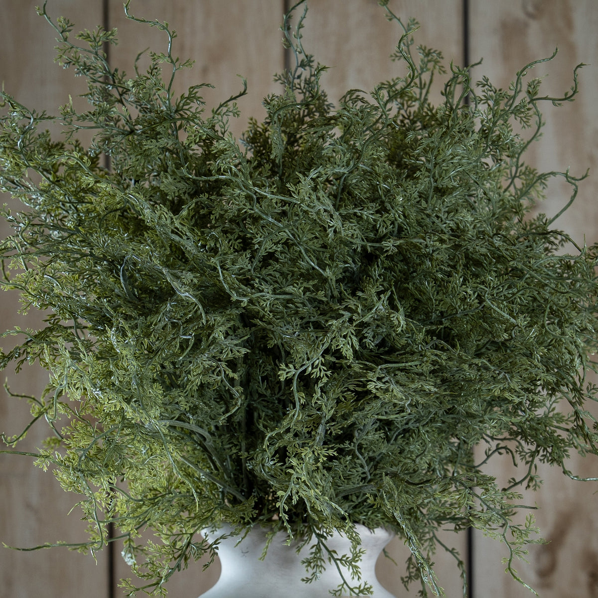 Asparagus Fern Bunch