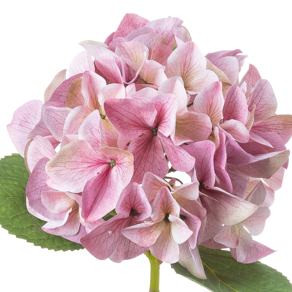 Shabby Pink Single Hydrangea – alternate view 3
